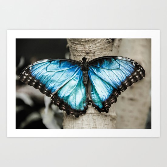 Black And White Blue Morph Butterfly Art Print