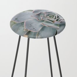 Mexico Photography - The Echeveria Lilacina Plant Counter Stool