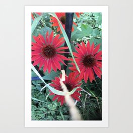 Echinacea Flowers Art Print