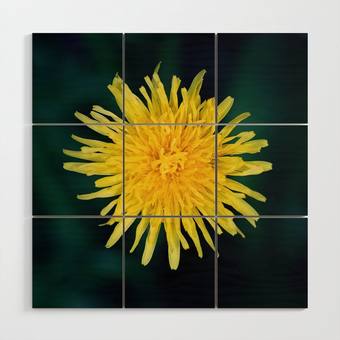 yellow flower in the middle Wood Wall Art