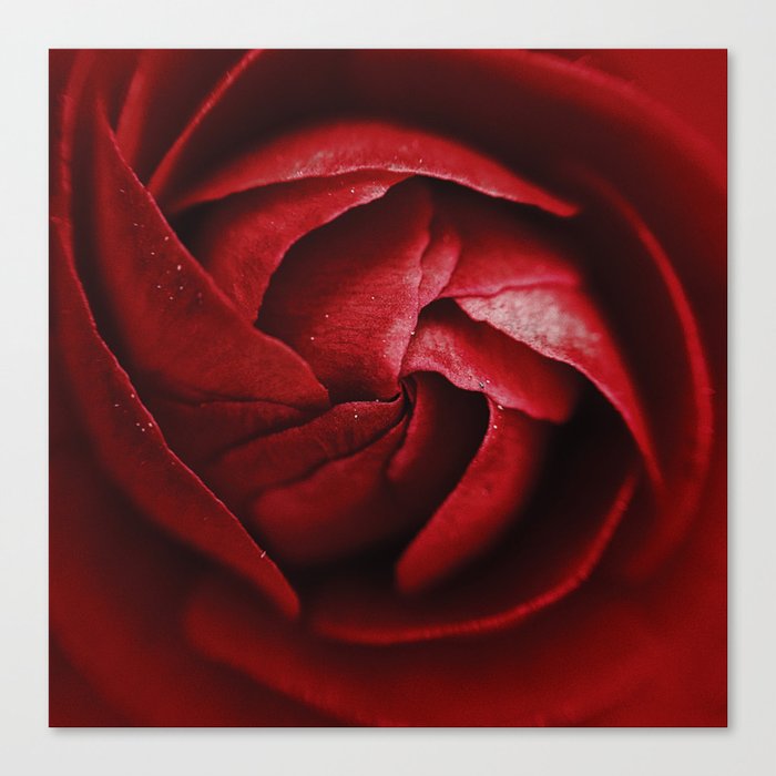 Romantic Red Rose Canvas Print