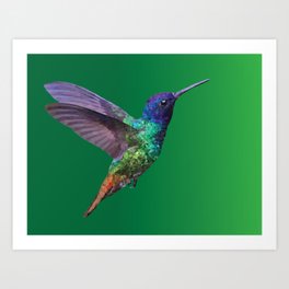 Hummingbird Low Poly Vector Illustration Art Print