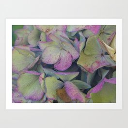 Hydrangea flowers imperfect blue and green Art Print