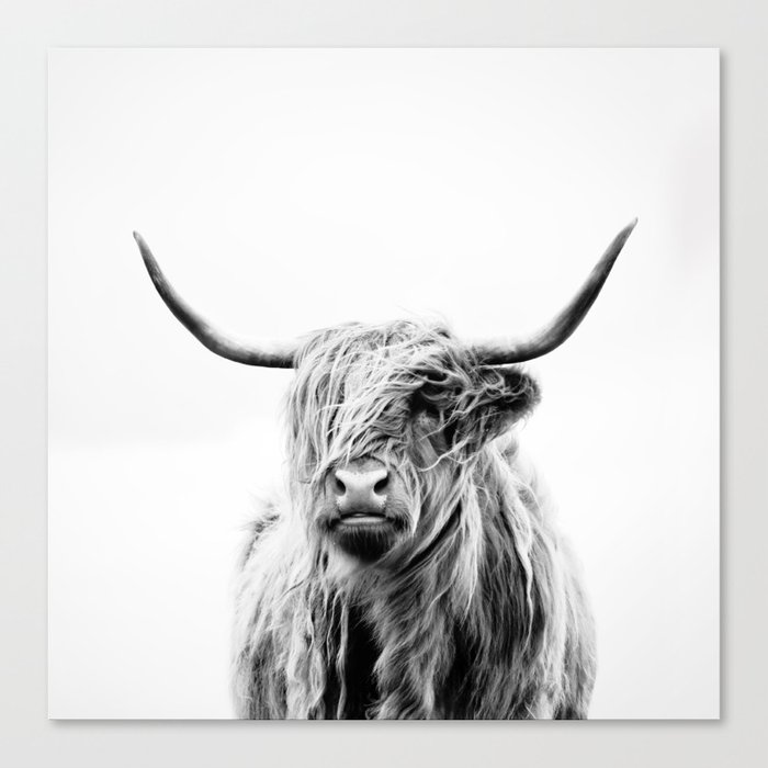 portrait of a highland cow Canvas Print