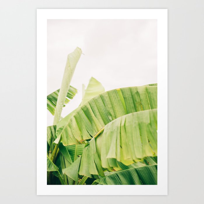 Banana Palm Tree Leaves Photo | Tropical Art in Soft Tones | Nature Photography Art Print