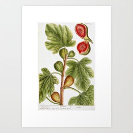 Fig by Elizabeth Blackwell from "A Curious Herbal," 1737 (print benefits The Nature Conservancy) Art Print