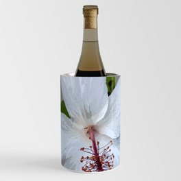 Koki'o ke'oke'o, Hibiscus arnottianus Wine Chiller