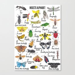Insects Alphabet Canvas Print