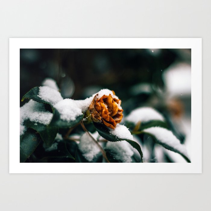 Spring + Winter intertwined  Art Print