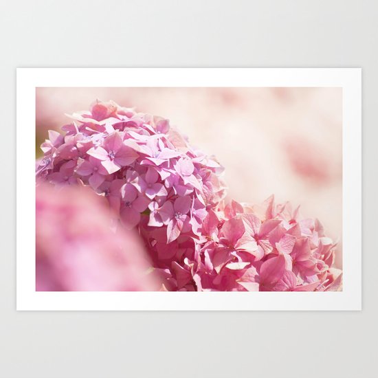 Dreamy pink hydrangea - Flower - Floral Art Print