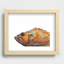 Portrait of a Canary Rockfish Recessed Framed Print