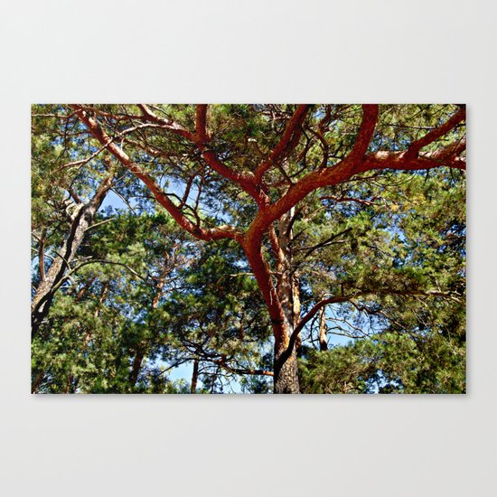 Autumnal lure of the forest Canvas Print