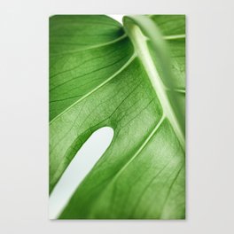 Monstera leaf | Monstera on white | Plant art print | Botanical art print | Minimal Canvas Print