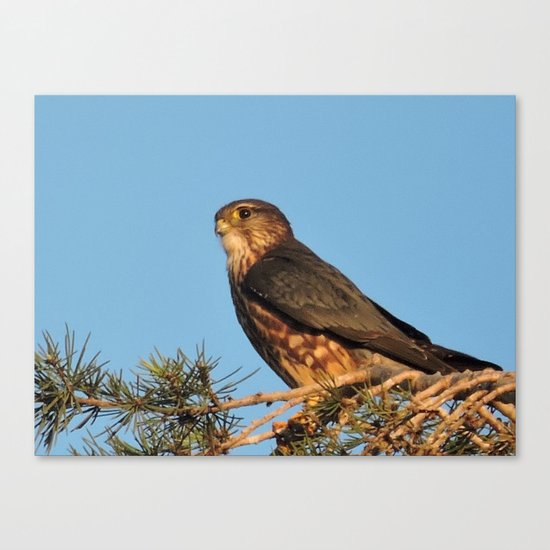 Cooper's Hawk in Evening Light Canvas Print